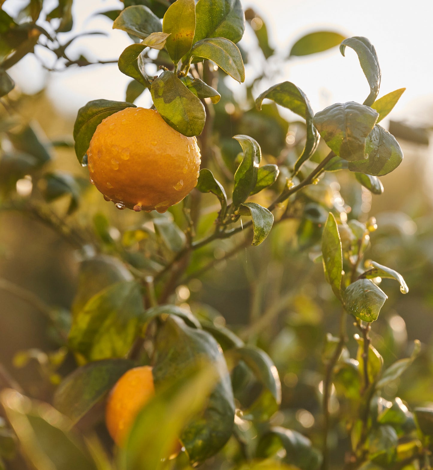 Orange Marmalade in Keepsake Packaging