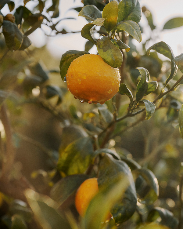 Wet orange hanging from a tree with green leaves