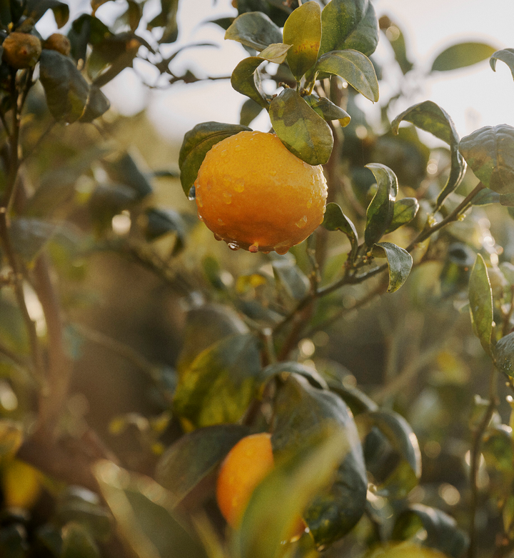 Wet orange hanging from a tree with green leaves