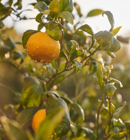 Orange Marmalade