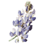 Artistic illustration of a branch with purple flowers on a white background