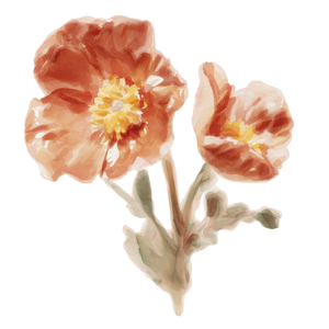 Watercolor illustration of a california poppy with a white background