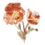 Watercolor illustration of a california poppy with a white background