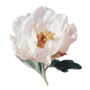 White peony flower with a green stem on a white background